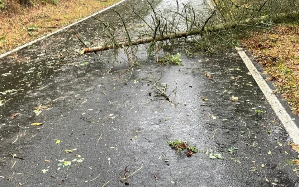 Větev spadla těsně vedle mladé ženy s kočárkem. Nechoďte do lesů ani parků, varují strážníci