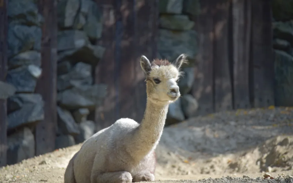 Kam o víkendu na jižní Moravě? Na dýňobraní nebo vítání mláďat v zoo