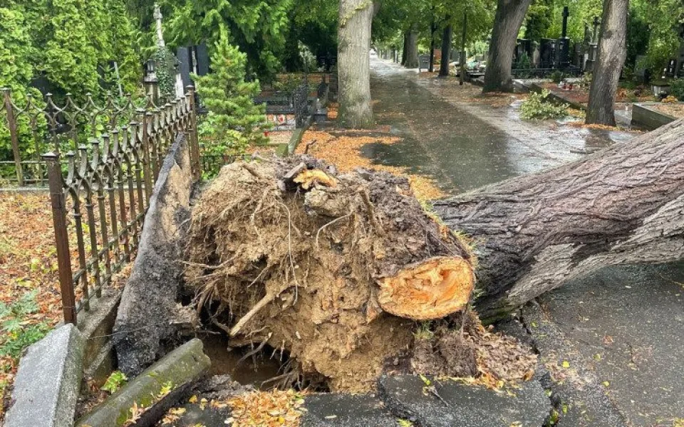 Ústřední hřbitov je zavřený. Pokácet se musí dvacet stromů, další budou přibývat