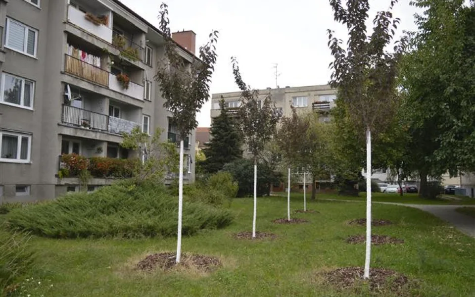 Hodonín na podzim vysadí 366 stromů. Dvě třetiny porostou v tornádem poničené Bažantnici