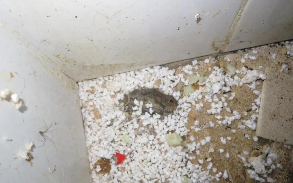 Plíseň, myší trus a mrtví hlodavci v kuchyni. Inspektoři zavřeli restauraci v centru Brna