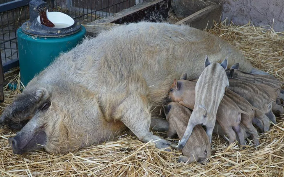 Návštěvníci vyškovského zooparku uvidí i několik mláďat. Čekají na ně například selátka