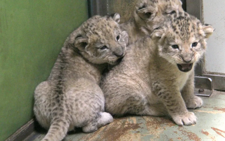 V hodonínské zoo jsou tři nová lvíčata. Daří se jim dobře