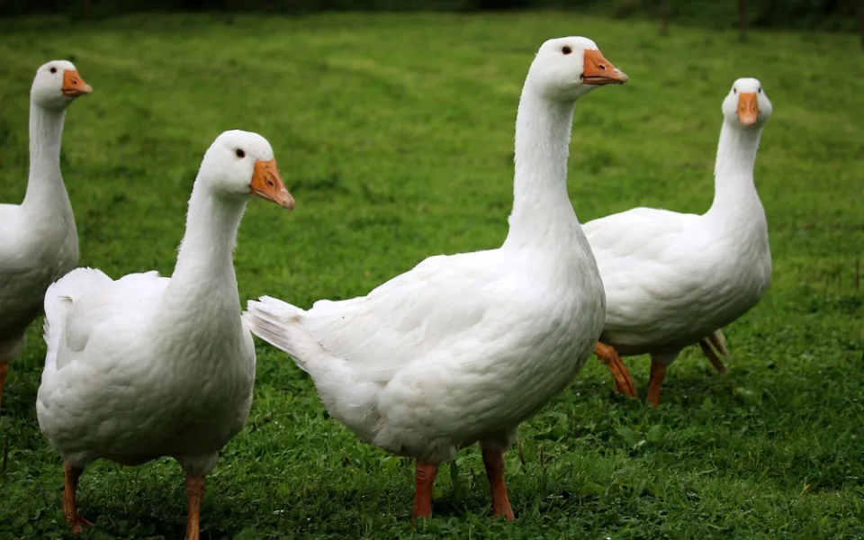Ve velkochovu drůbeže na Hodonínsku se objevila ptačí chřipka. Veterináři utratí sedm tisíc ptáků
