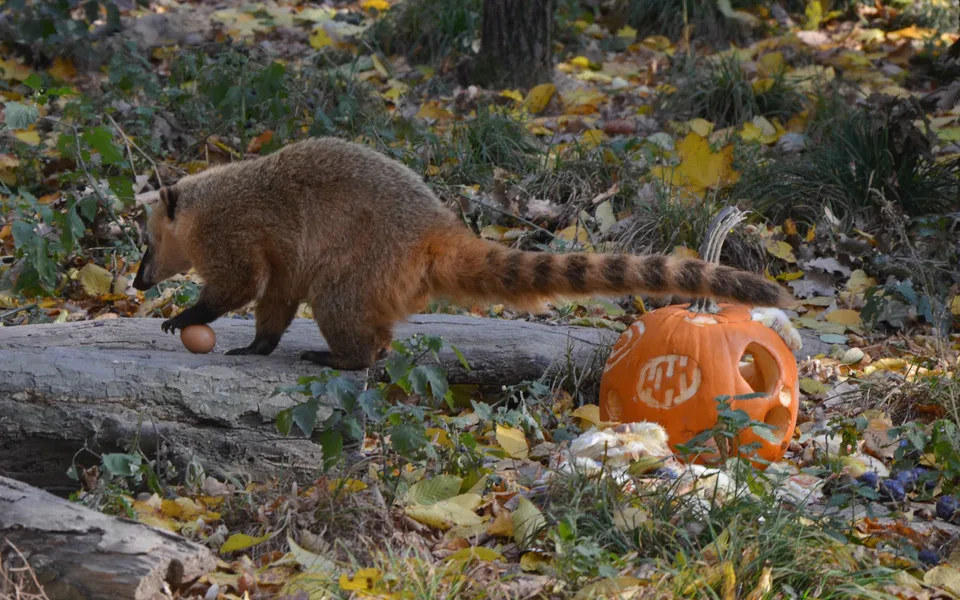 05-Halloween v Zoo Brno5