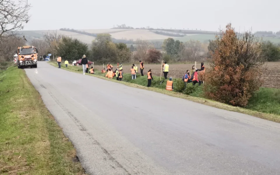 Jihomoravští silničáři se pustili do výsadby stromů podél cest. Do konce roku jich chtějí zasadit téměř dvanáct set