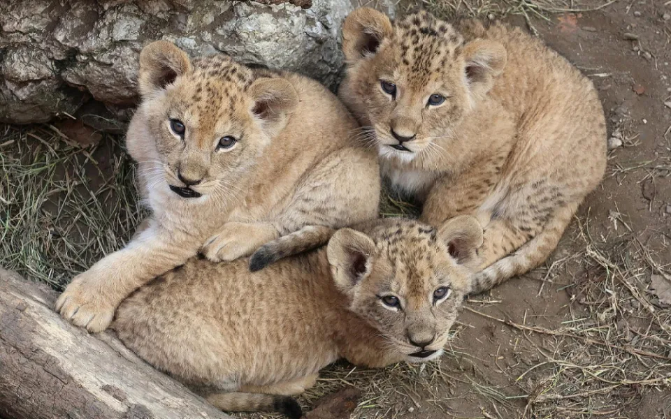 VIDEO: V hodonínské zoo se prohánějí tři nová lvíčata. Návštěvníci už je mohou vidět