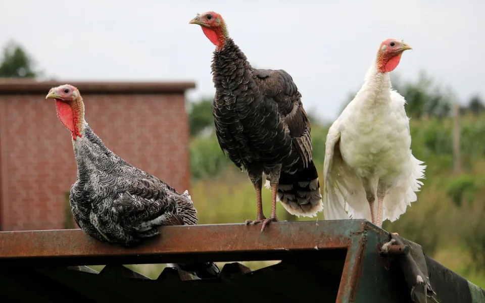 turkeys-2655522_1280