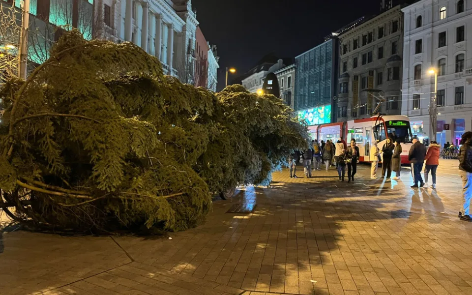 VIDEO: Do Brna dorazil vánoční strom. Stopadesátiletou jedli přivezli na koňském povoze