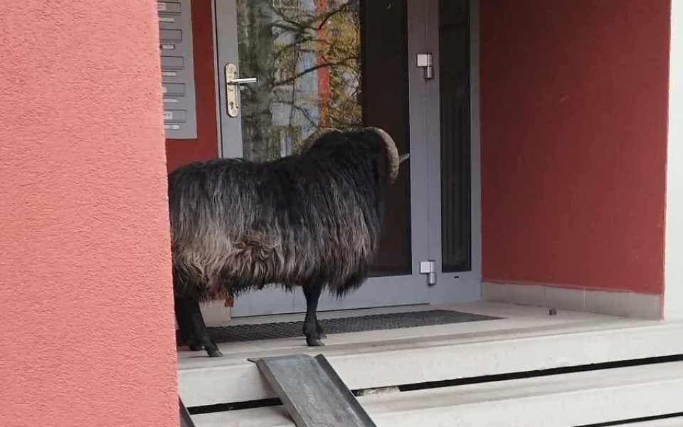 Brněnští strážníci naháněli po městě uprchlé berany, jeden se dobýval do paneláku