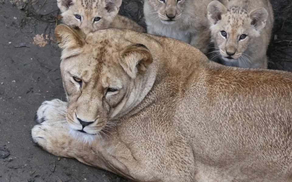 Další úspěch v životě tří lvíčat z hodonínské zoo. Chovatelé je spojili se samcem