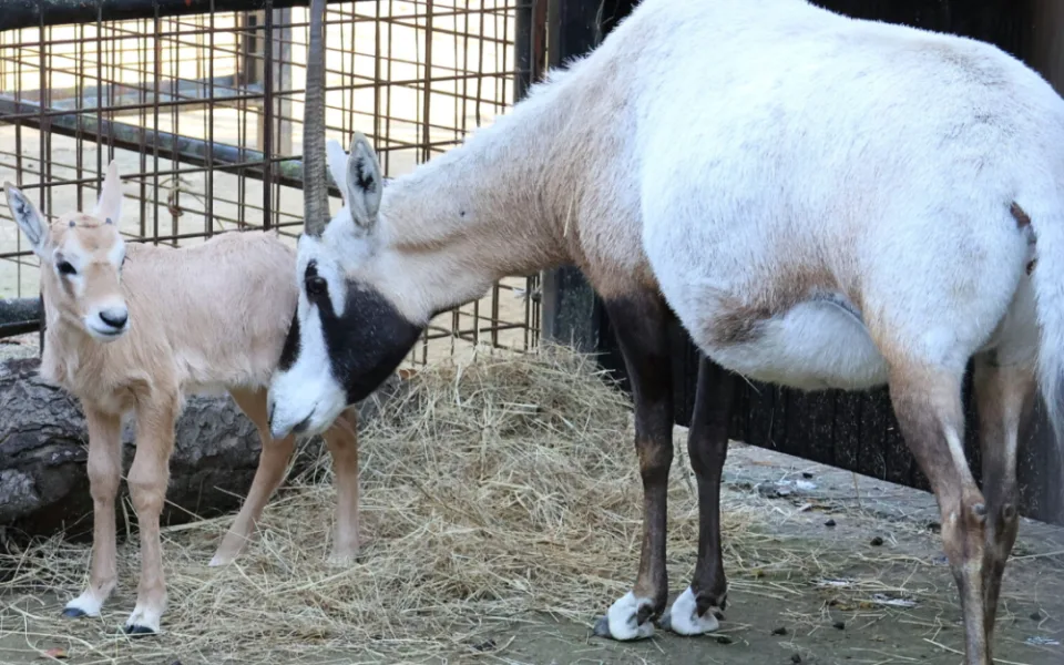 Hodonínská zoo má nový přírůstek. Je jím mládě kriticky ohroženého druhu antilopy