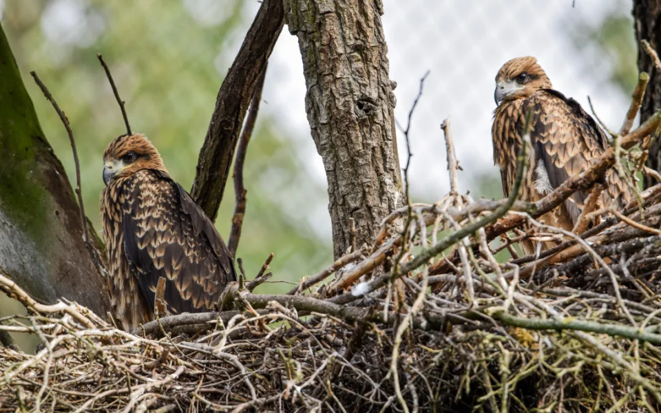 Zoo Brno odchovala kriticky ohrožené luňáky hnědé
