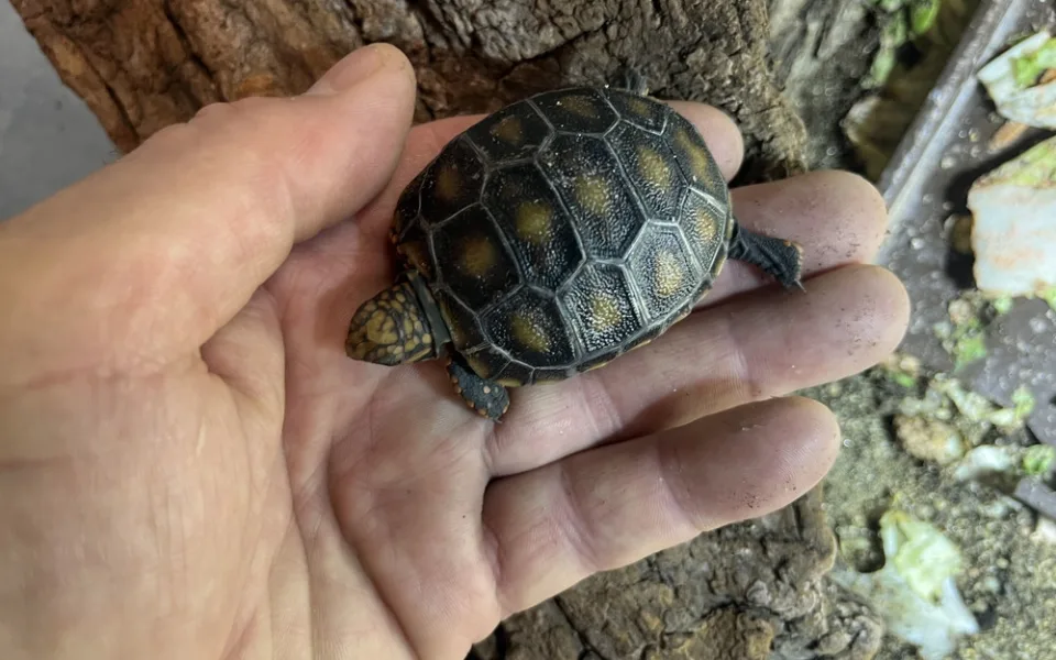 V brněnské zoo se letos vylíhla stá želva uhlířská. Druh pochází z jihoamerických savan