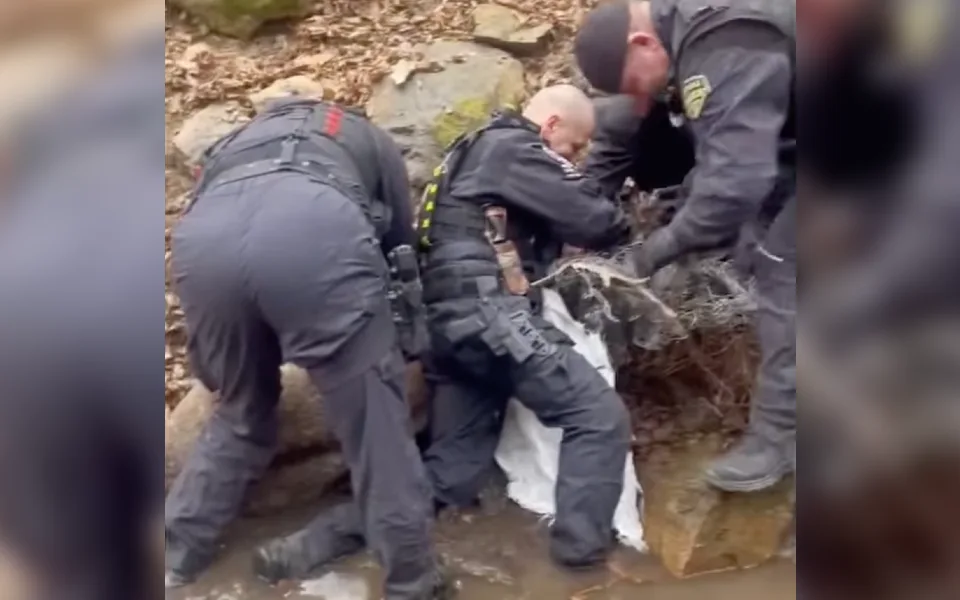 VIDEO: Brněnští strážníci osvobodili daňka, který se svým parožím zapletl do odhozeného pletiva v lese