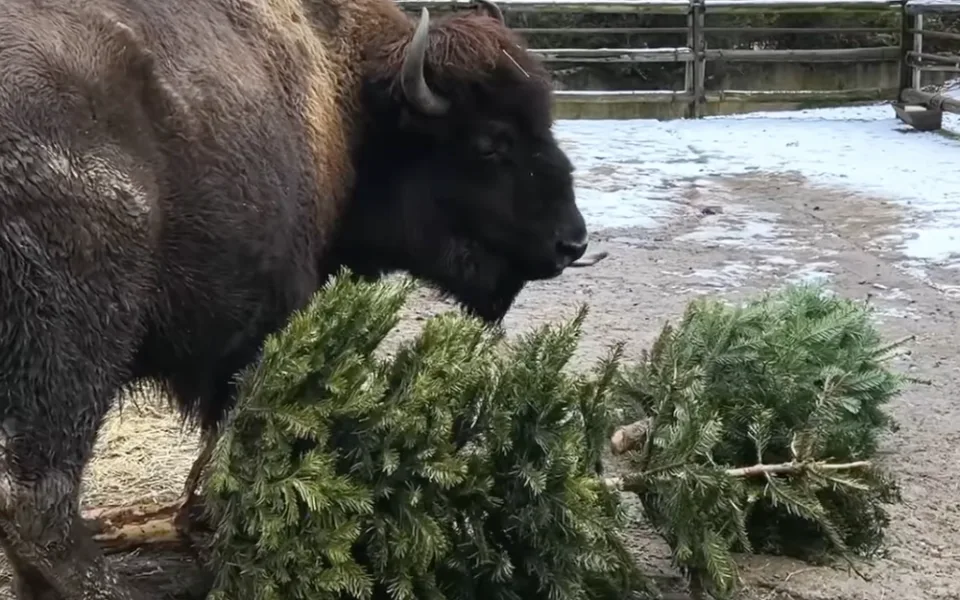 VIDEO: Zvířata v zoo si pochutnala na vánočních stromcích. Nejvíc jim chutnaly borovice