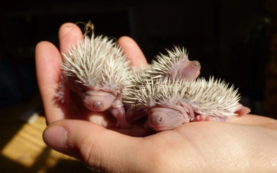 Osiřelá mláďata i exotické druhy. Záchranná stanice brněnské zoo už pomohla tisícům zvířat