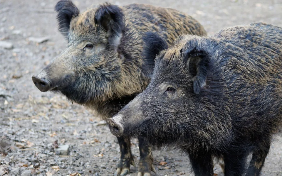 wild-boar-2256296_1280