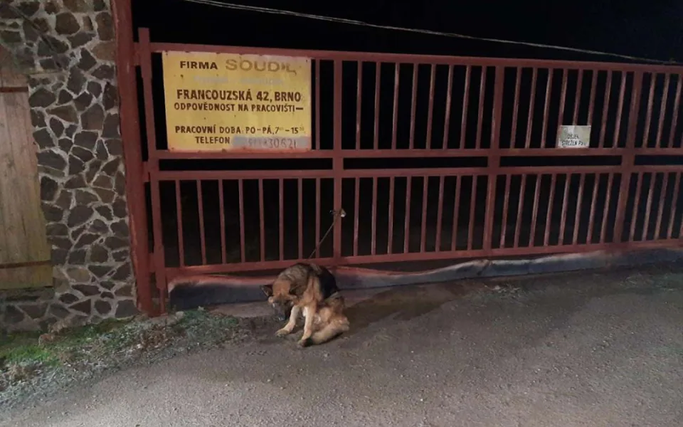 Policisté vypátrali majitele utýrané fenky z Vyškovska. V domě našli další zubožené psy