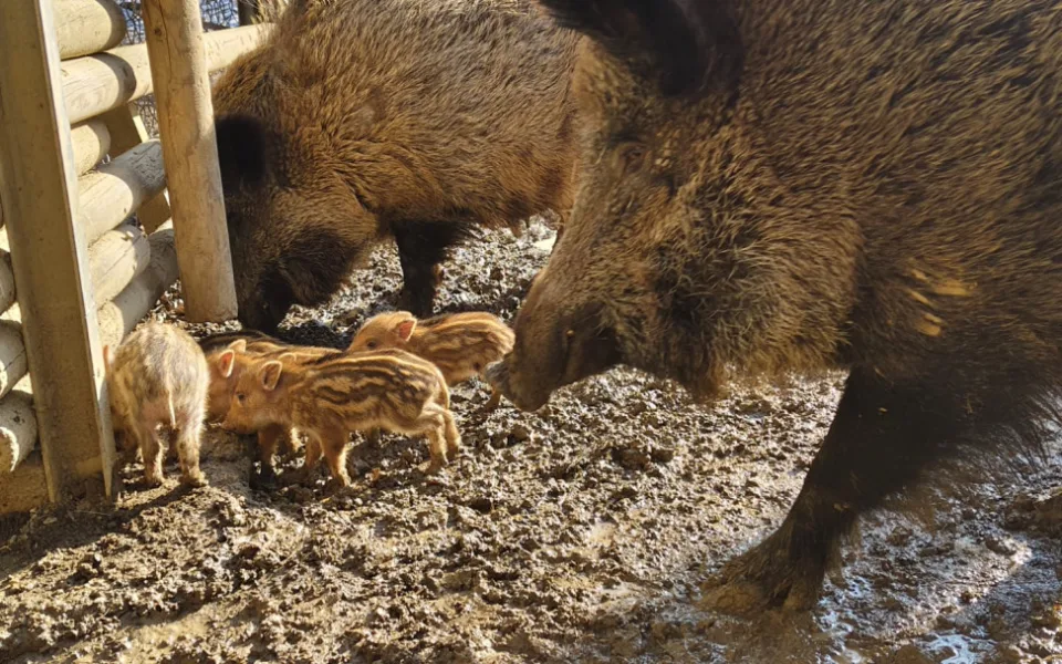 V brněnské oboře Holedná se narodila selátka. Chovejte se tiše a nekrmte je, vyzývá správce