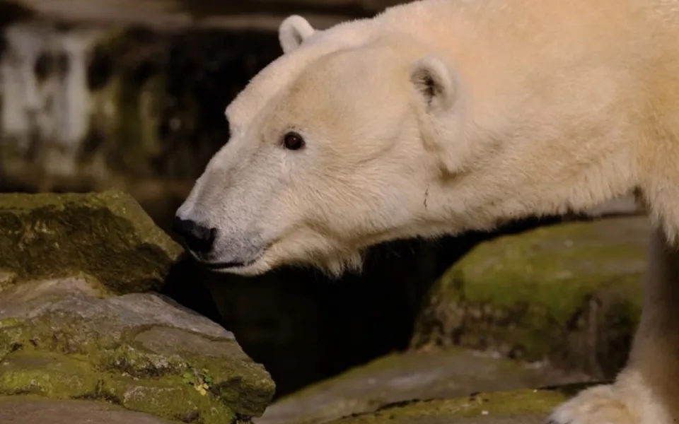 Lední medvěd má mít v Brně nový výběh. Zoo hledá zhotovitele, v termínu nepřišla žádná nabídka