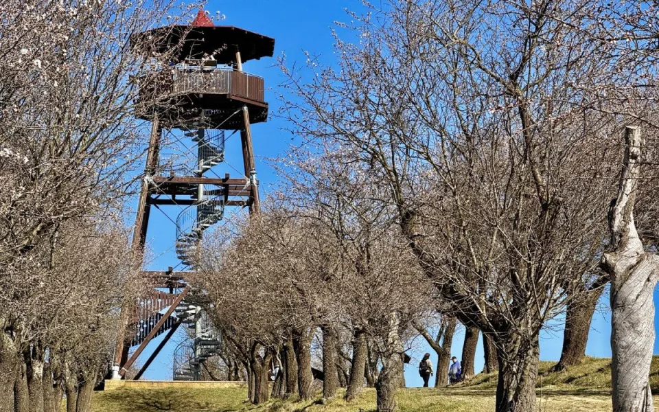 Letošní hustopečské slavnosti mandloní a vína přilákaly již tisíce návštěvníků. Rozkvétající sad zaplnily davy