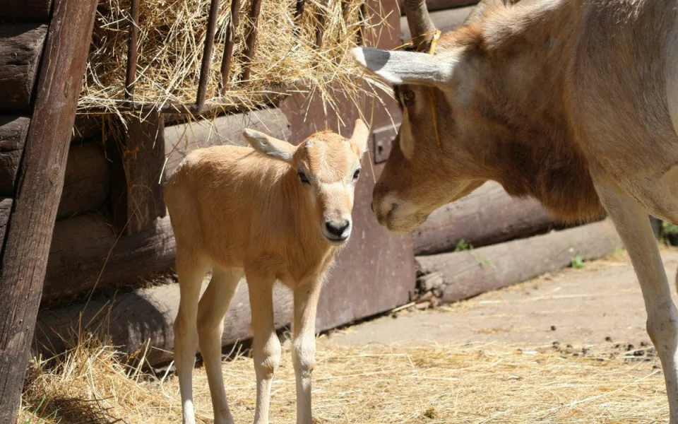  V hodonínské zoo se narodilo mládě ohrožené antilopy. Už skotačí ve výběhu