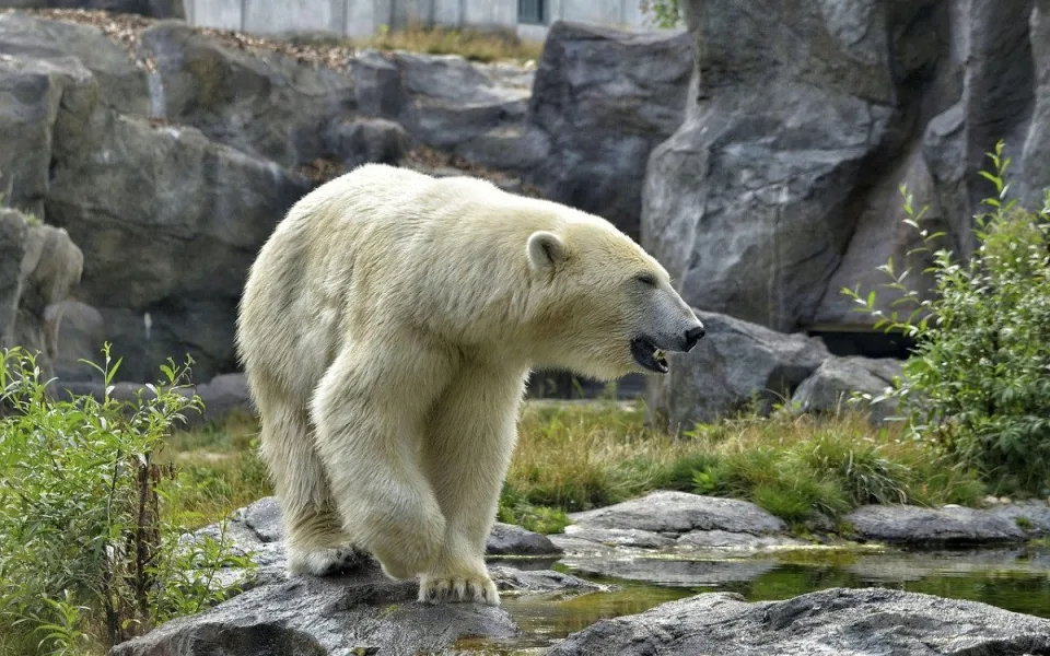 Lední medvědi budou mít větší výběh. Brněnská zoo se pouští do jeho úprav