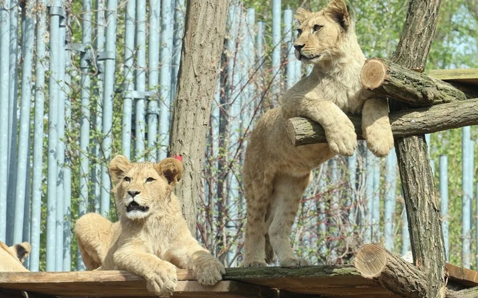 Lvi v hodonínské zoo mají novou atrakci. Hrají si na čtyřpatrové palandě