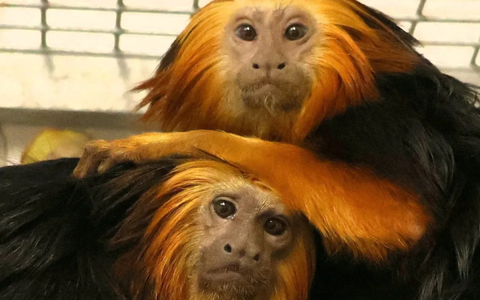 V hodonínské zoo nově chovají opičky z brazilského pralesa. Už přivítali i mládě