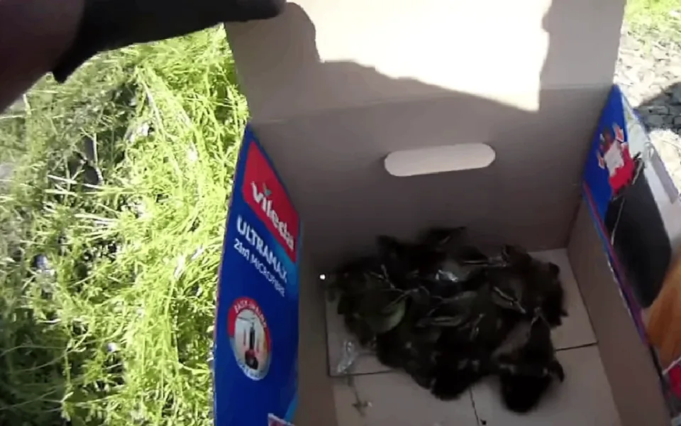 VIDEO: Tucet káčat se ukrývalo na okraji kolejiště, už spokojeně plevou v řece