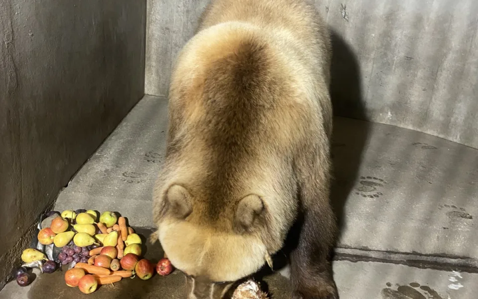 Brněnskou medvědici Irinu převezli na sever Čech, málem rozdrápala bednu