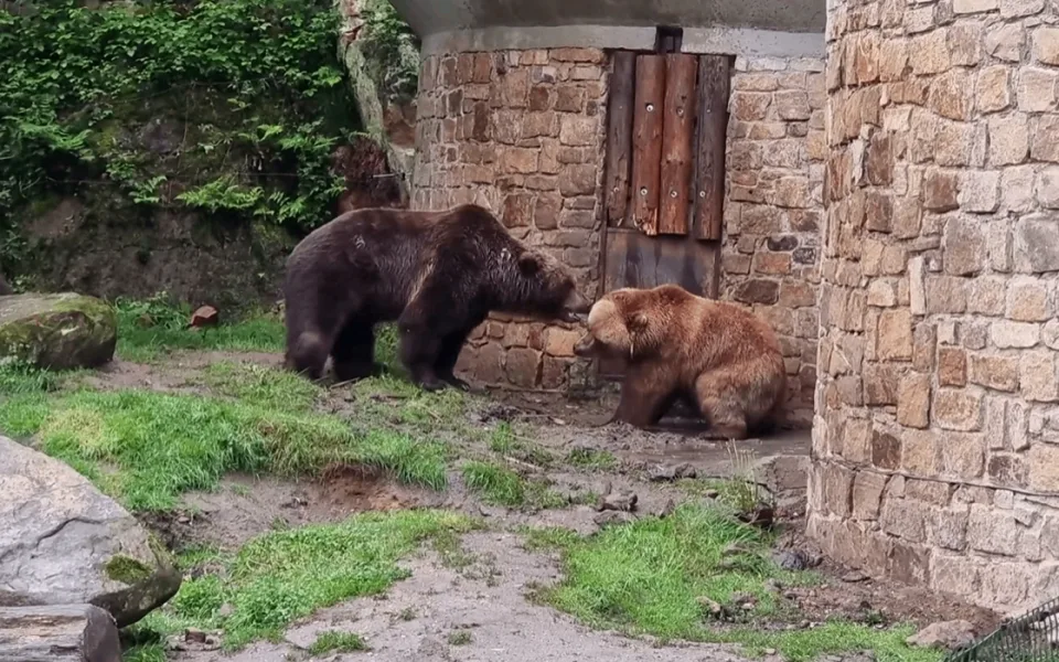 Brněnská medvědice Irina má nového nápadníka. Na severu Čech se seznámila s Brunem