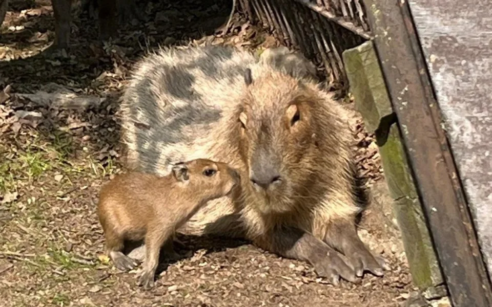 V brněnské zoo přivítali nová mláďata. Narodila se kapybara Mia