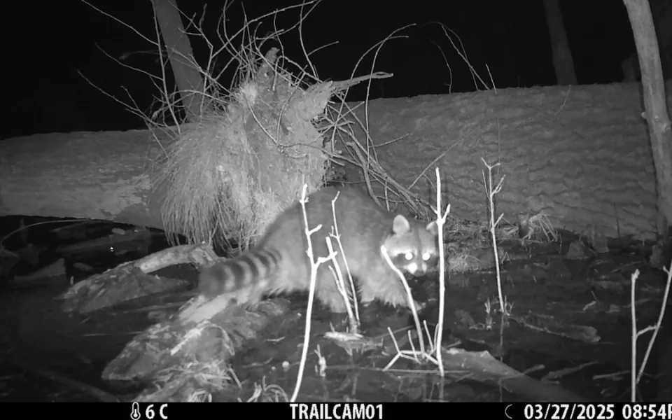 Roztomilý vetřelec. Mýval si podmaňuje jižní Moravu, vědci bijí na poplach