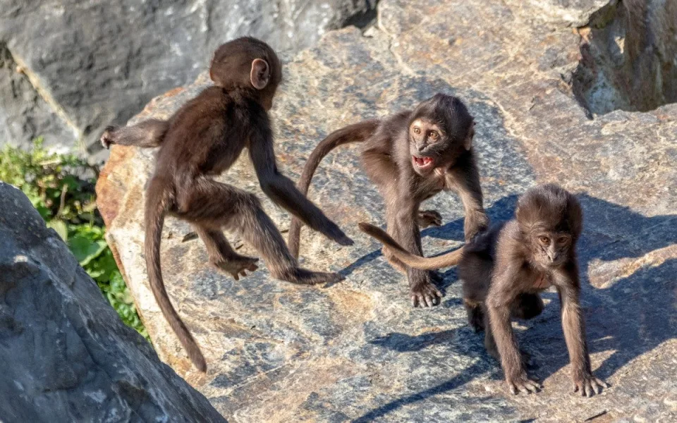 Zoo Zürich, Albert Schmidmeister