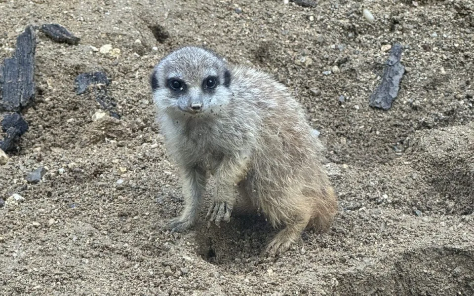 V brněnské zoo přivítali nová mláďata. Narodil se malý bizon i surikata