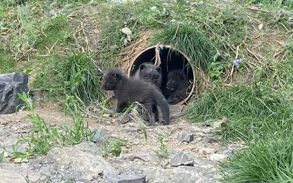 VIDEO: Malí chlupáči v brněnské zoo. Narodila se mláďata polárních lišek