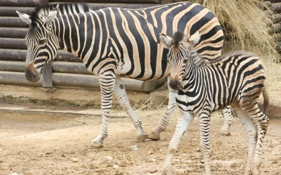 V hodonínské zoo se narodilo zebří mládě, má se čile k světu