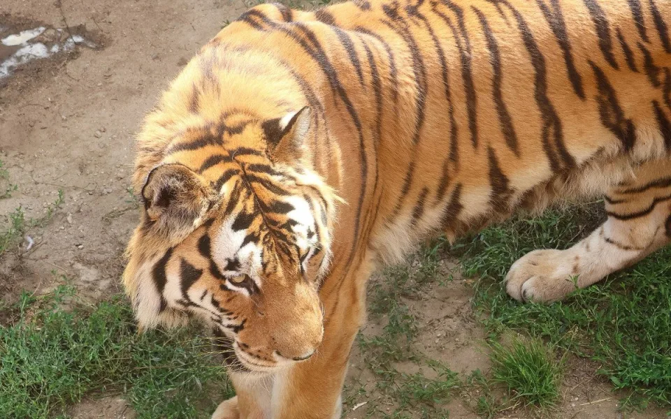 Tygr z hodonínské zoo musel na operaci s bolavou tlapkou. Zarostl mu dráp