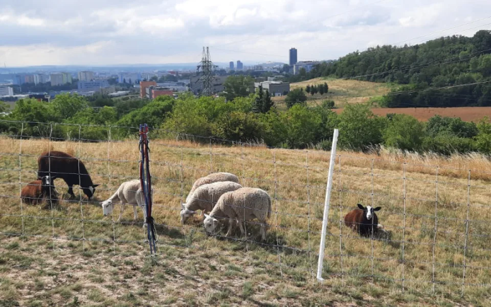 Ovečky místo sekaček. V Brně zvířata pomáhají s péčí o přírodu