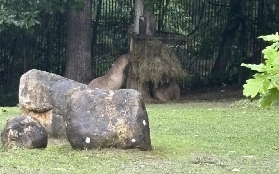 FOTOGALERIE: Co dělají zvířata v brněnské zoo, když prší? Podívejte se