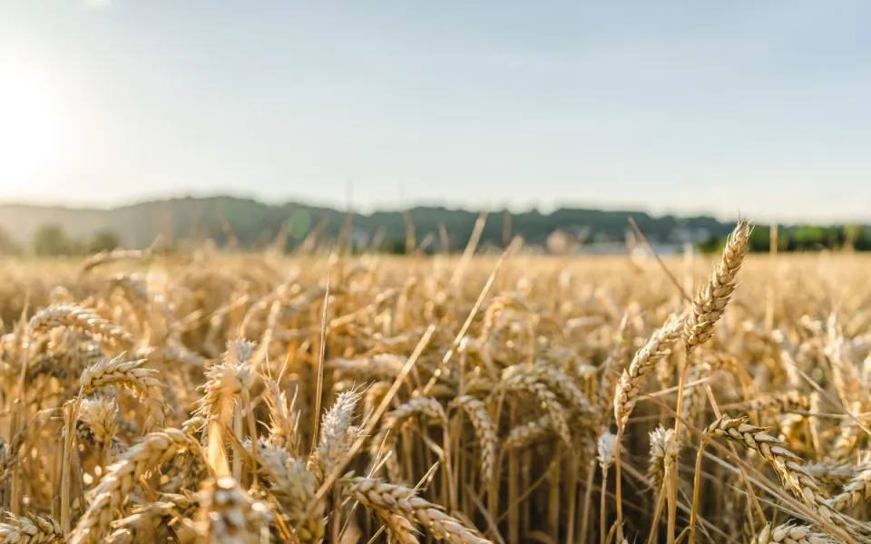 Moravští farmáři bojují s deštěm, který brzdí žně. Jde o pšenici i řepku