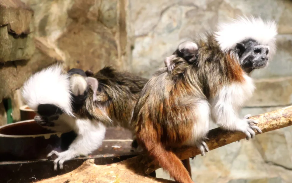 Hodonínská zoo slaví přírůstky, přišla na svět dvojčata tamarínů pinčích