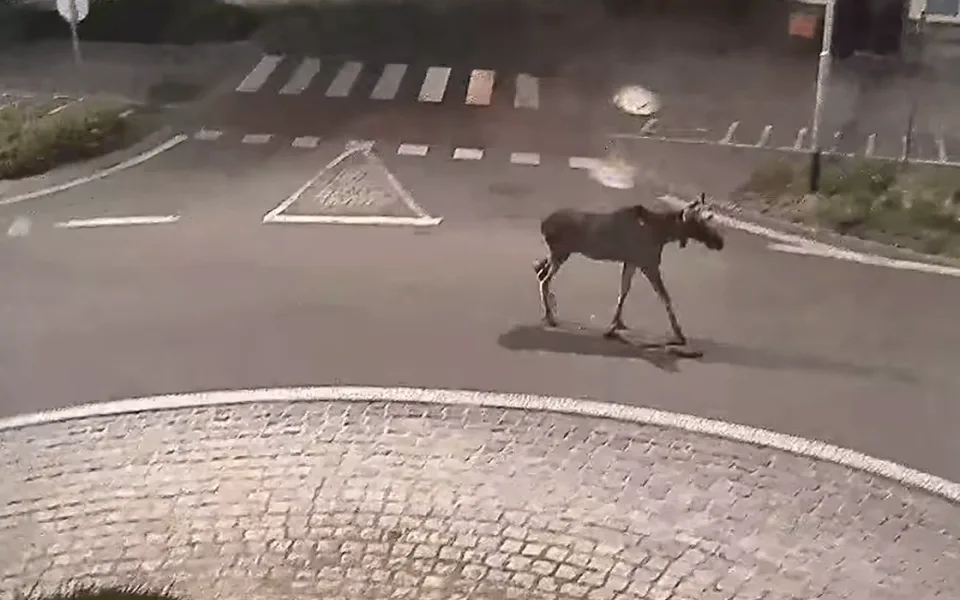 Morava Emilovi nestačila. Los se procházel po Břeclavi, odešel do Rakouska 