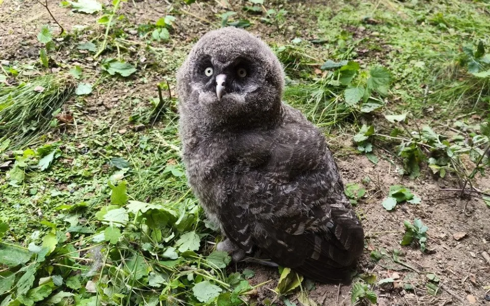 Chovatelé v brněnské zoo se radují z desítek opeřených přírůstků