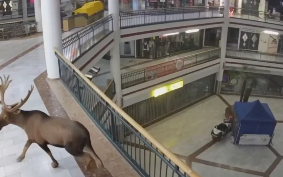 Losa Emila v Rakousku milují. Nákupní centrum ho proměnilo v reklamní hvězdu