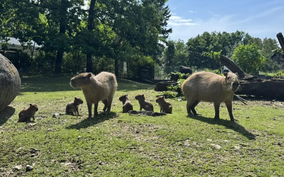 Asi osm set adoptivních rodičů přispěje brněnské zoo přes dva miliony korun