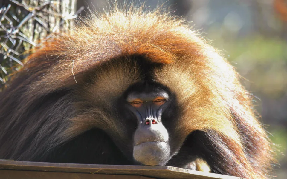 Zoo Brno otevírá nový výběh pro dželady a zve na slavnostní den
