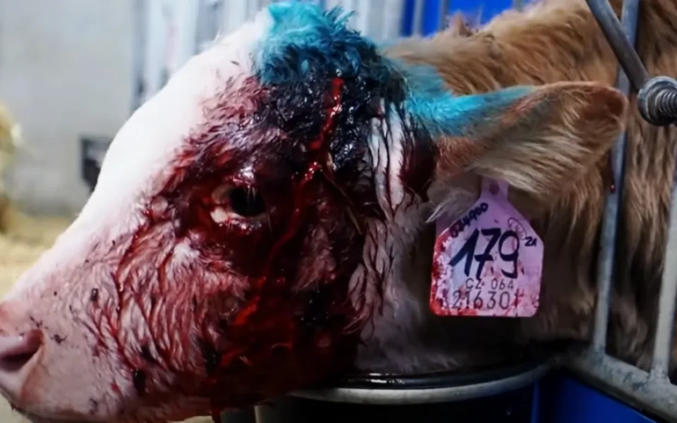 Veganští aktivisté opět zveřejnili násilné záběry z kravínů, na vině je Agrofert